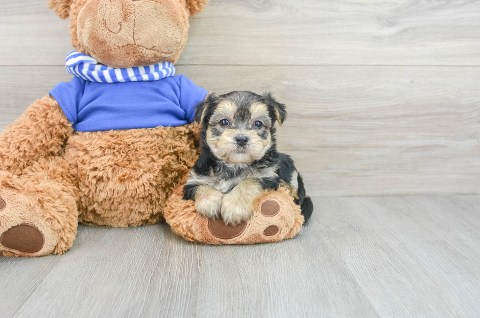 7 week old Morkie Puppy For Sale - Puppy Love PR