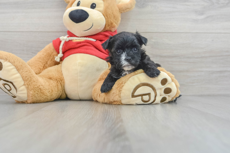 Meet Arnold - our Morkie Puppy Photo 1/3 - Puppy Love PR Sweet Morkie Baby