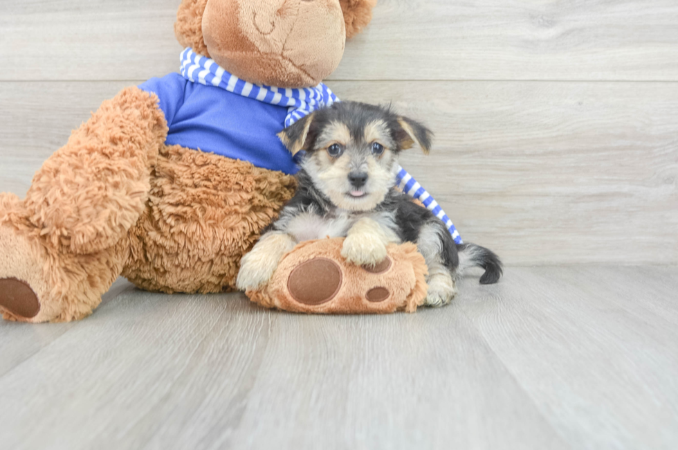 9 week old Morkie Puppy For Sale - Puppy Love PR