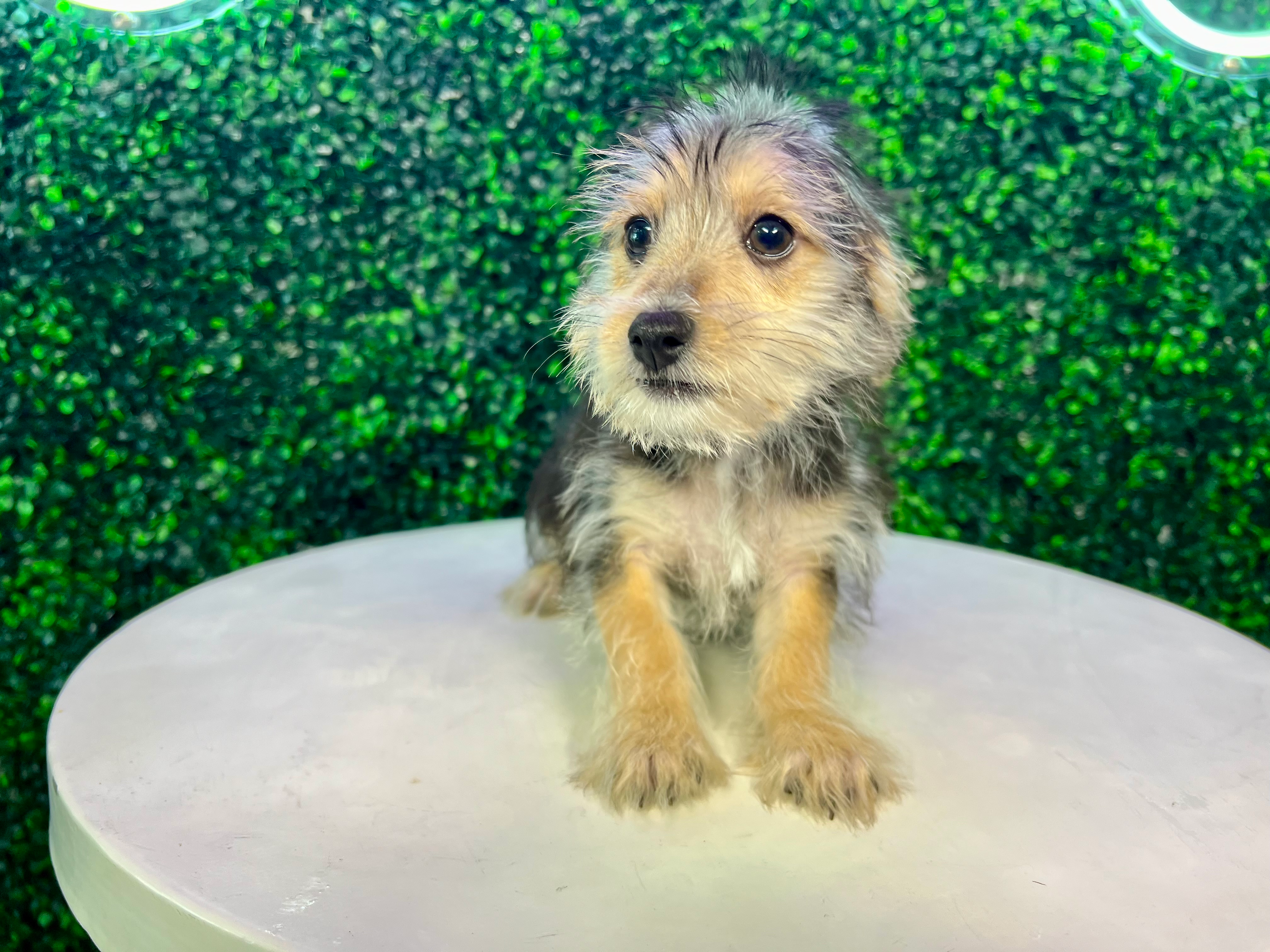 Cute Morkie Baby