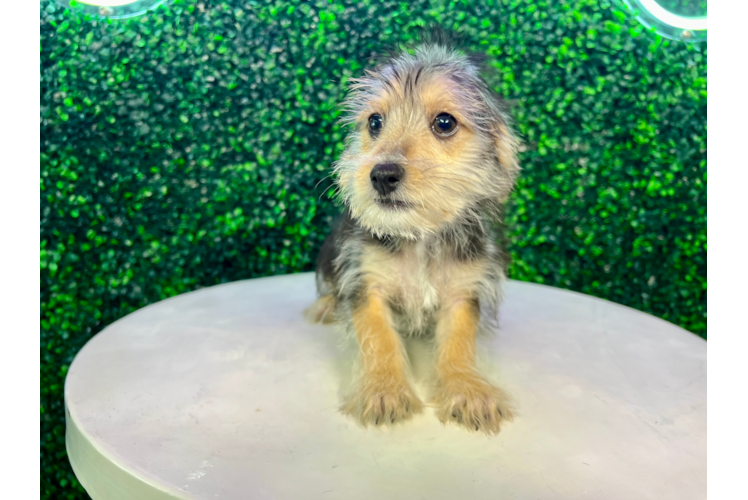 Meet Arnold - our Morkie Puppy Photo 1/4 - Puppy Love PR Cute Morkie Baby