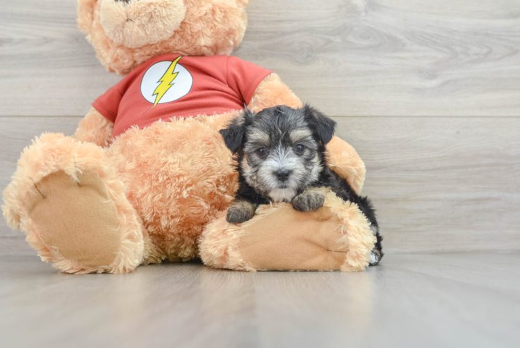 Meet Arnold - our Morkie Puppy Photo 1/3 - Puppy Love PR Best Morkie Baby