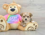 6 week old Morkie Puppy For Sale - Puppy Love PR