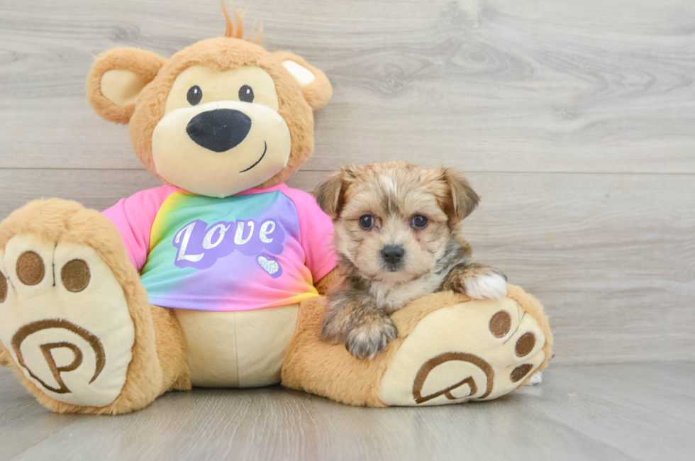 6 week old Morkie Puppy For Sale - Puppy Love PR