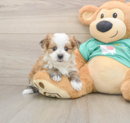 5 week old Morkie Puppy For Sale - Puppy Love PR