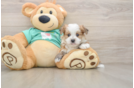 Morkie Pup Being Cute