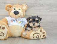 6 week old Morkie Puppy For Sale - Puppy Love PR