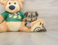 6 week old Morkie Puppy For Sale - Puppy Love PR