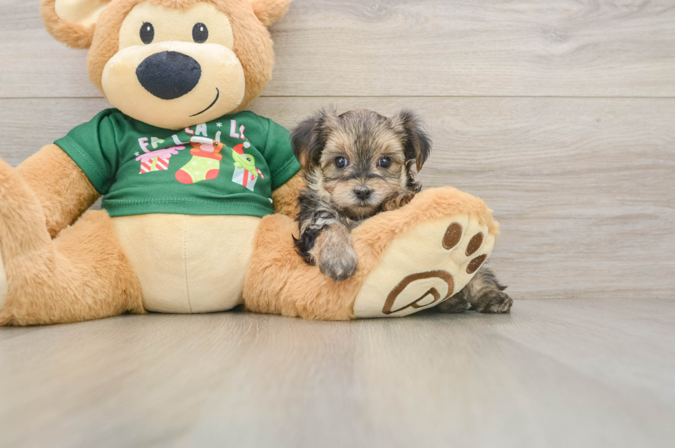 5 week old Morkie Puppy For Sale - Puppy Love PR