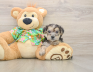 7 week old Morkie Puppy For Sale - Puppy Love PR