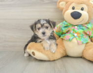 5 week old Morkie Puppy For Sale - Puppy Love PR