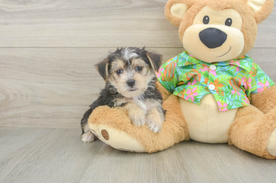 Petite Morkie Designer Pup