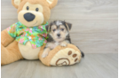 Morkie Puppy for Adoption