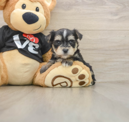 5 week old Morkie Puppy For Sale - Puppy Love PR