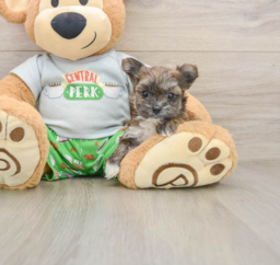 6 week old Morkie Puppy For Sale - Puppy Love PR
