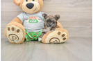 Best Morkie Baby