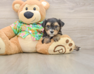 5 week old Morkie Puppy For Sale - Puppy Love PR