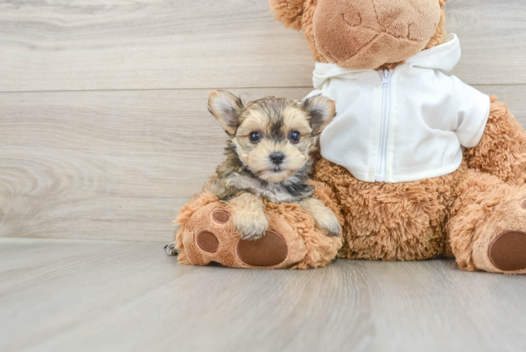 Cute Morkie Baby