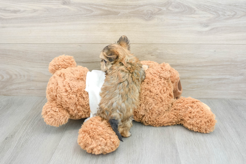Friendly Morkie Baby