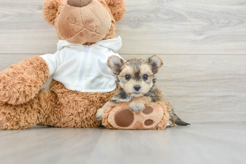 Morkie Pup Being Cute