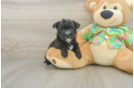Fluffy Morkie Designer Pup
