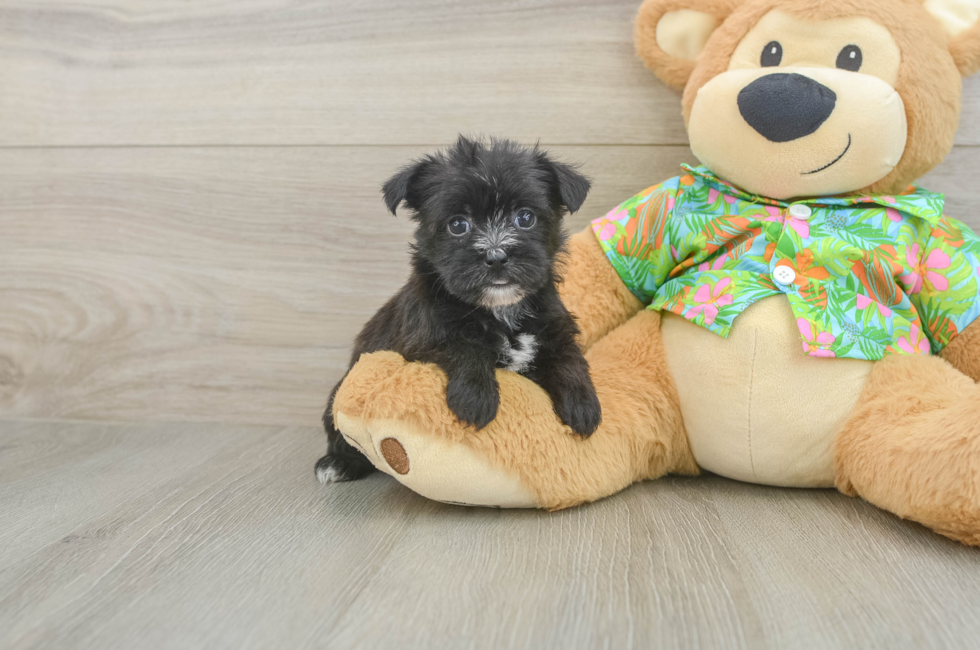 5 week old Morkie Puppy For Sale - Puppy Love PR