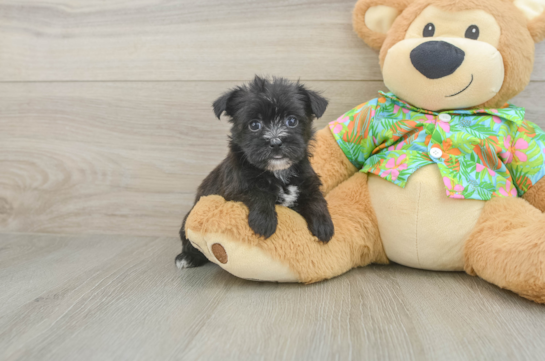 Fluffy Morkie Designer Pup