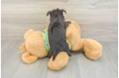 Popular Morkie Designer Pup