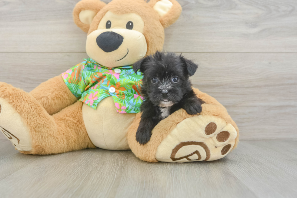 Best Morkie Baby