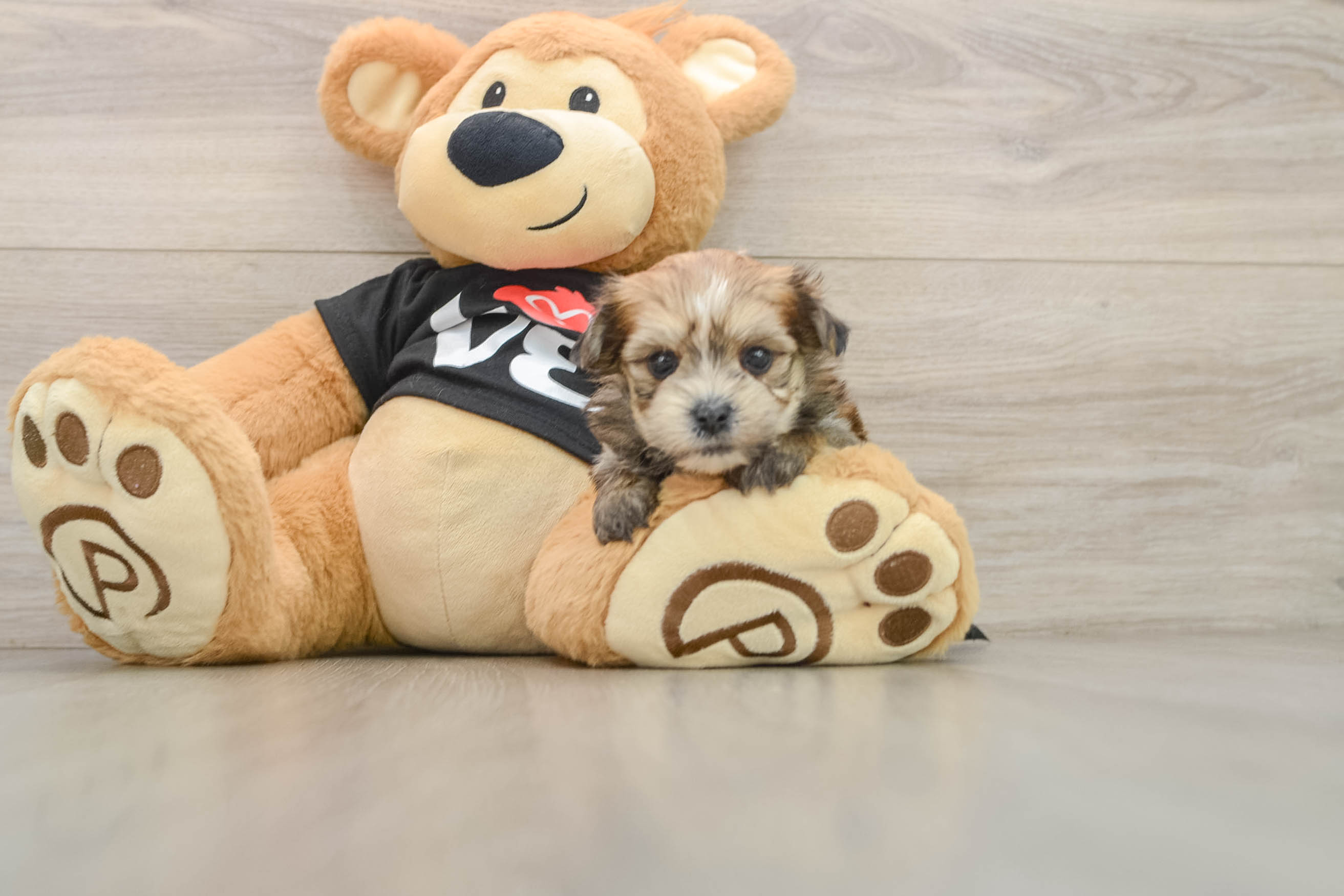 Best Morkie Baby