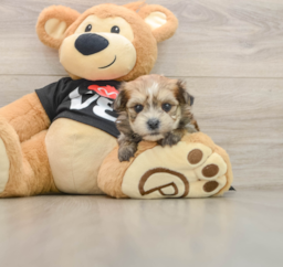 5 week old Morkie Puppy For Sale - Puppy Love PR