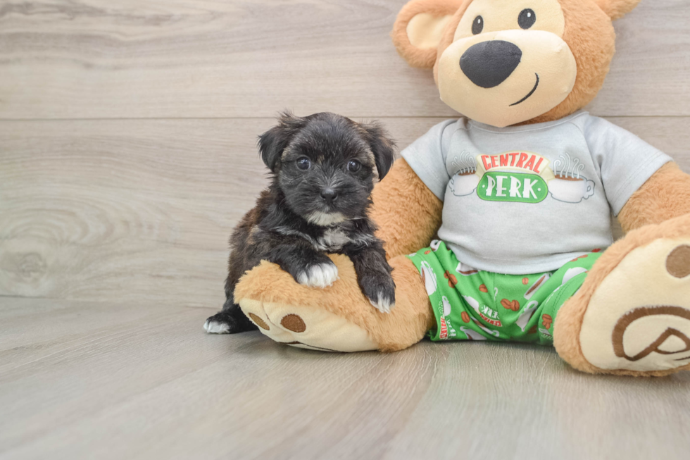 Morkie Puppy for Adoption