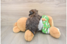 Popular Morkie Designer Pup