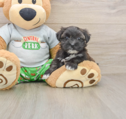 6 week old Morkie Puppy For Sale - Puppy Love PR