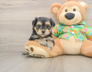 5 week old Morkie Puppy For Sale - Puppy Love PR