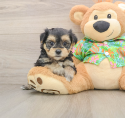 5 week old Morkie Puppy For Sale - Puppy Love PR