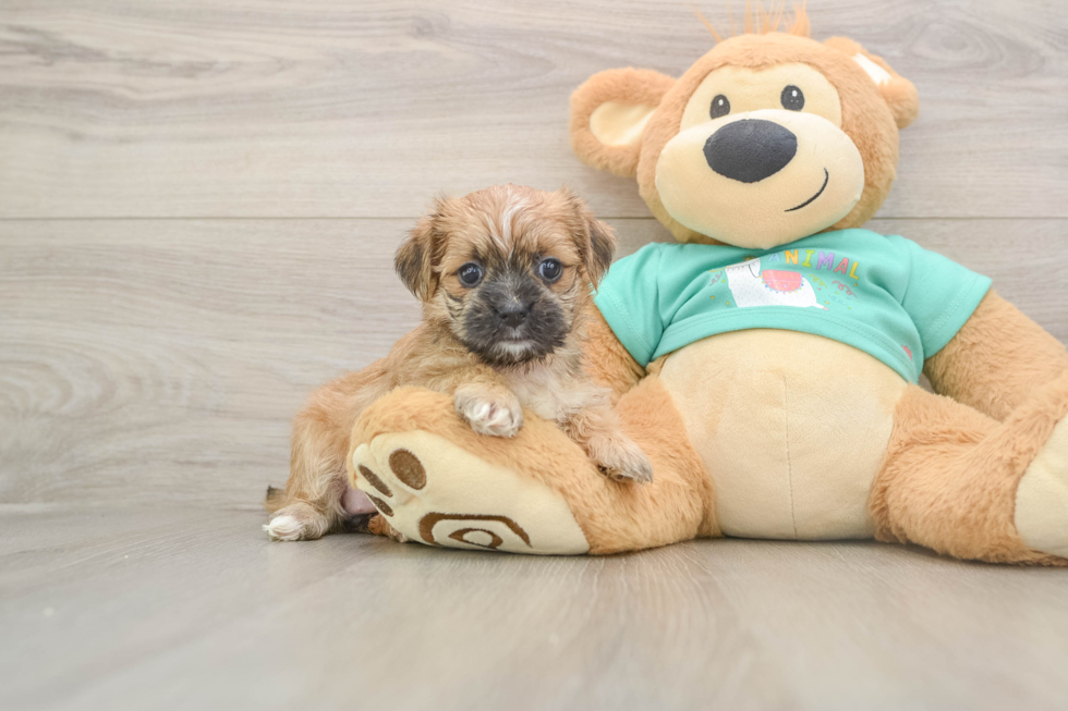 Best Morkie Baby