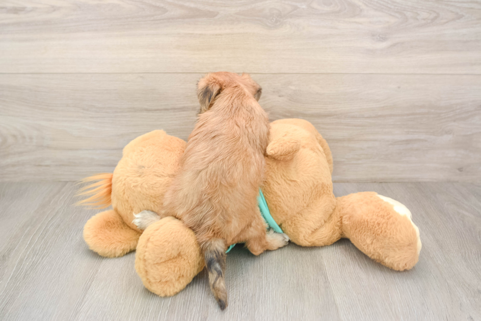 Popular Morkie Designer Pup