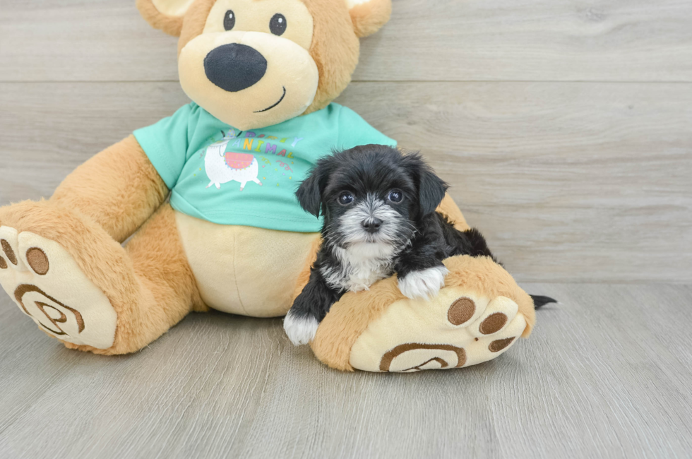 6 week old Morkie Puppy For Sale - Puppy Love PR