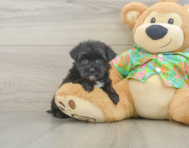 6 week old Morkie Puppy For Sale - Puppy Love PR