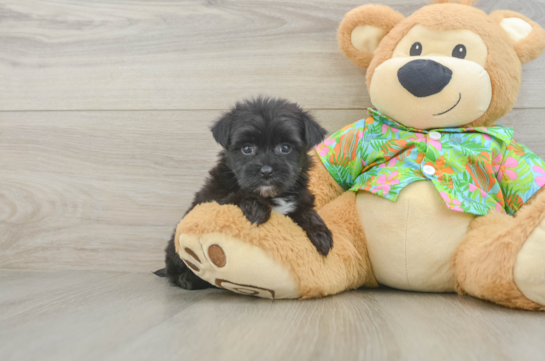 Energetic Yorkiemalt Designer Puppy