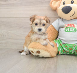 6 week old Morkie Puppy For Sale - Puppy Love PR