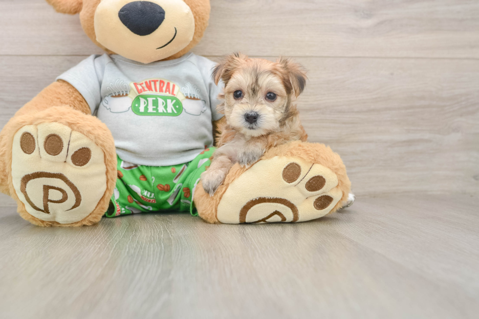 Sweet Morkie Baby