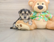 5 week old Morkie Puppy For Sale - Puppy Love PR