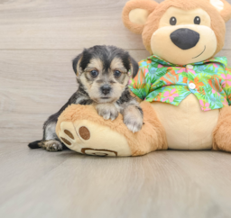 5 week old Morkie Puppy For Sale - Puppy Love PR