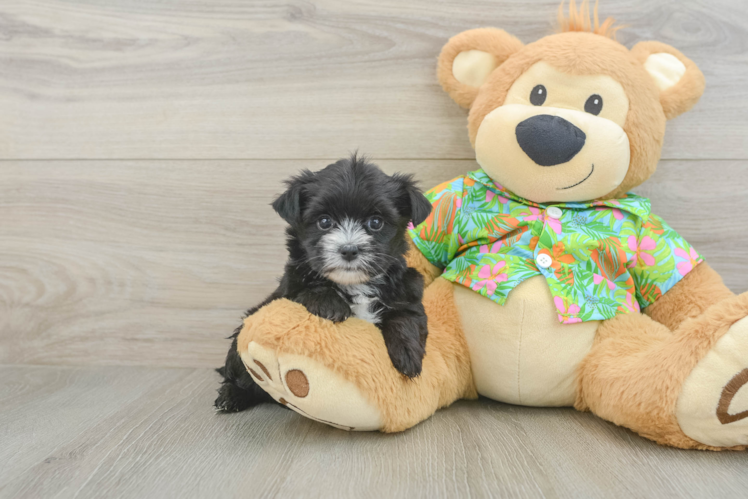 Best Morkie Baby