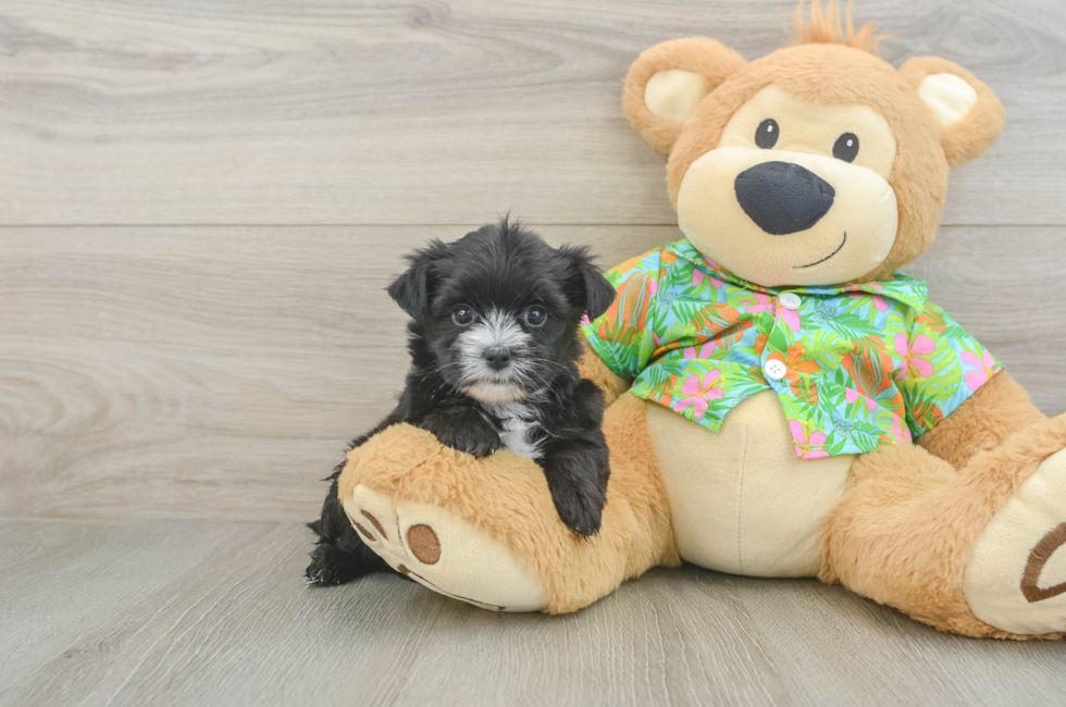 5 week old Morkie Puppy For Sale - Puppy Love PR