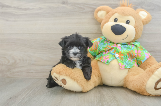 Best Morkie Baby