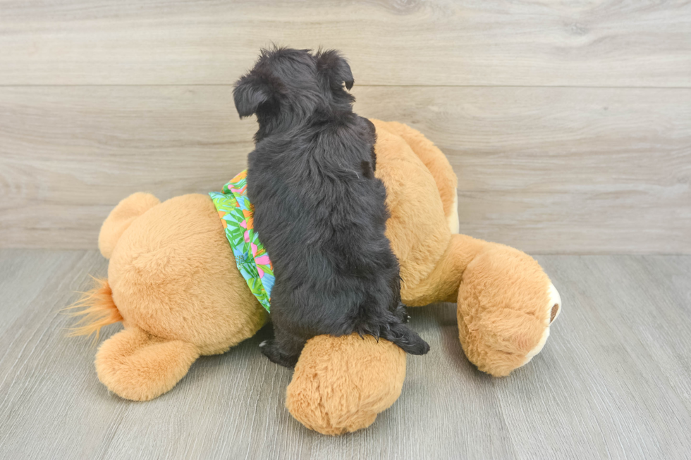Morkie Puppy for Adoption