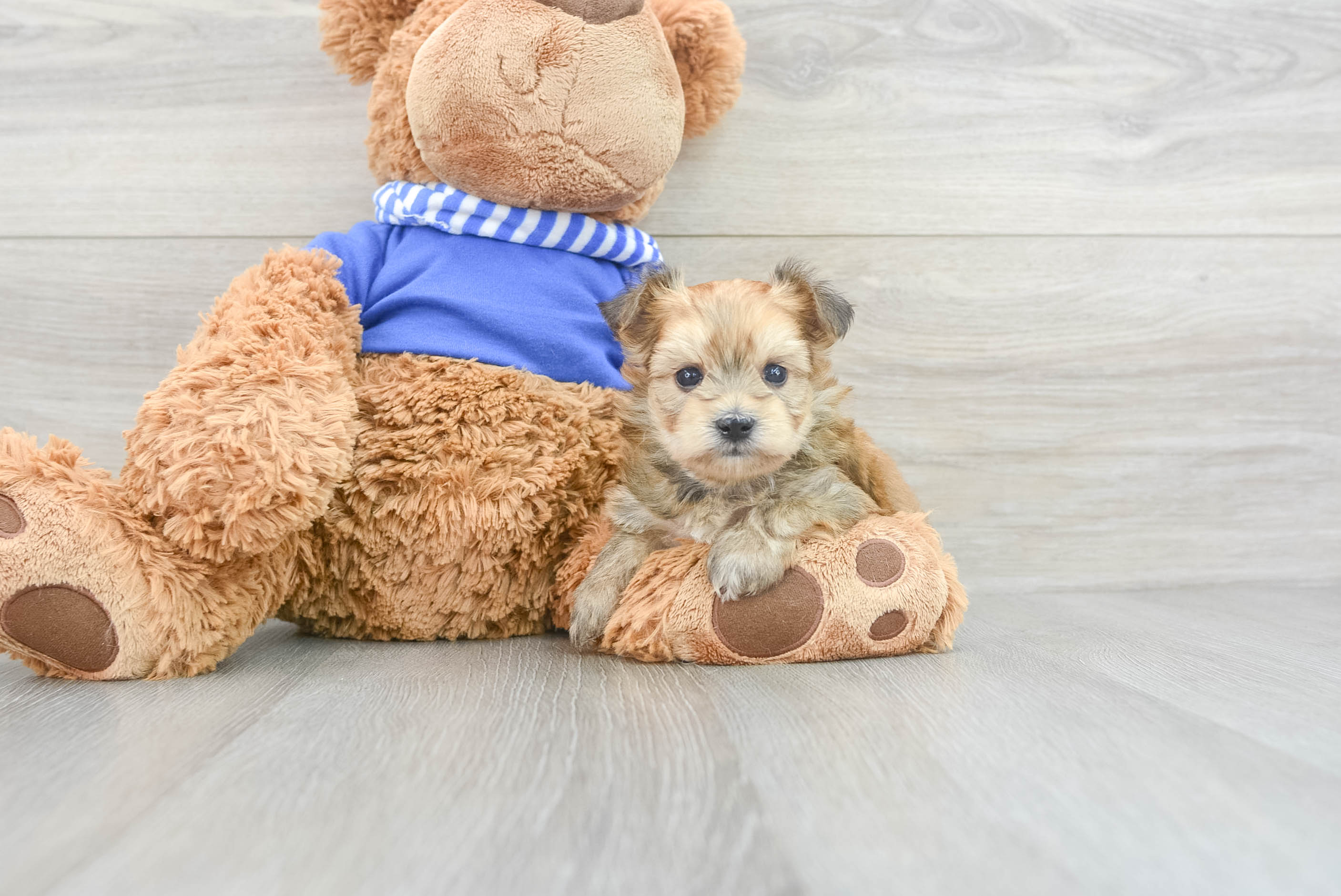 Best Morkie Baby
